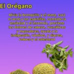 Descubre los Múltiples Beneficios del Orégano para tu Salud