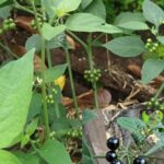 Hierba Mora: La Planta Milagrosa para Tu Salud y Bienestar
