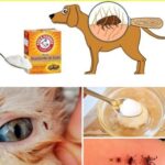 Cómo Eliminar las Pulgas de tu Mascota con Métodos Naturales