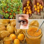 Uchuva: Un Tesoro Natural para la Salud y la Cocina