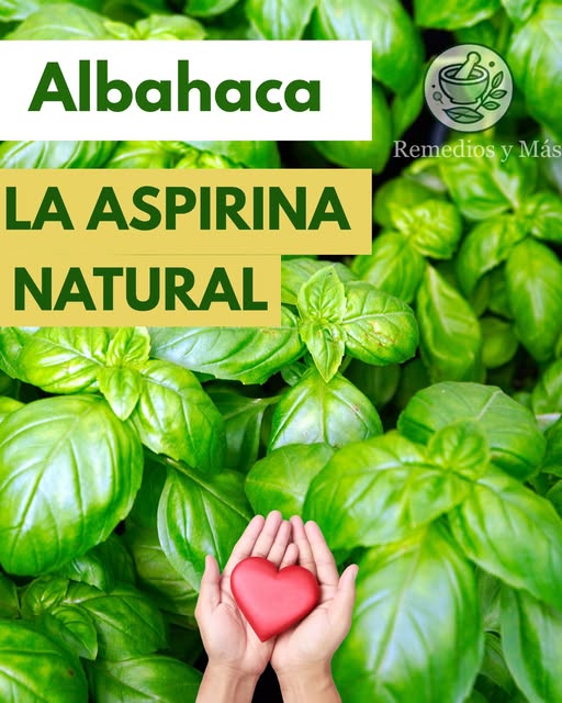 Hojas de albahaca