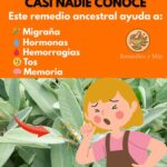Los Beneficios Ancestrales de la Salvia: Remedio Natural para la Salud
