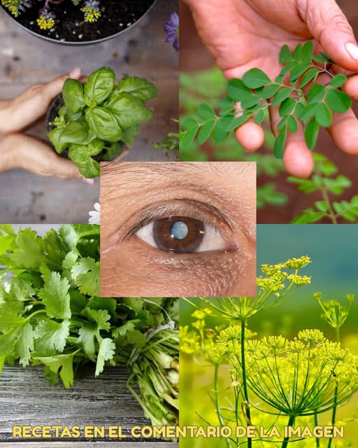 Plantas y hierbas para la salud ocular