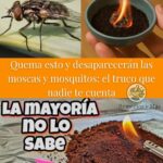 Elimina Moscas y Mosquitos de tu Hogar con un Truco Natural