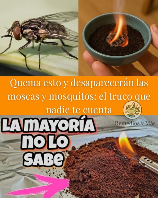 Café quemado como repelente natural de insectos