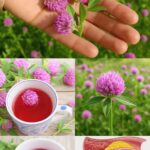 Los Impresionantes Beneficios del Trébol Rojo: Tu Planta Milagrosa de Patio Trasero