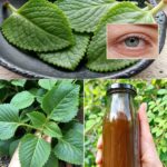La Planta que Mejora la Visión: Oreganón como Remedio Natural