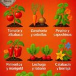 Agricultura sostenible con cultivos aliado