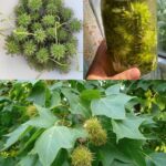 Liquidámbar: La Planta que Supera al Oro en Beneficios para la Salud