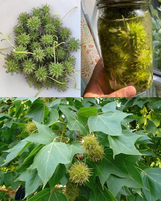 Frutos espinosos del Liquidámbar