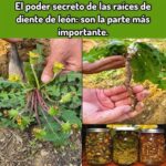 El Poder Secreto de las Raíces de Diente de León: Remedios Naturales y Beneficios para la Salud