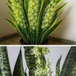 Cómo Cuidar la Sansevieria para que Florezca y Se Vea Hermosa