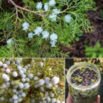 El Tesoro Natural: Beneficios de las Bayas de Enebro
