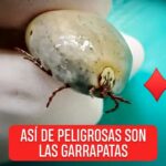 Garrapatas: Peligros, Prevención y Remedios Naturales