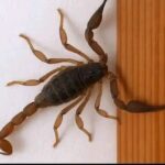 ¿Sabías que los Alacranes te Visitan Cuando…?