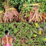 La Verdolaga: La Supercomida que Sabe Mejor que la Carne – 7 Razones para Cultivarla en tu Jardín