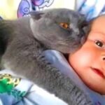 La Tierna Relación entre Gatos y Bebés: Como la Compañía y el Amor Cuidan de Nuestros Pequeños