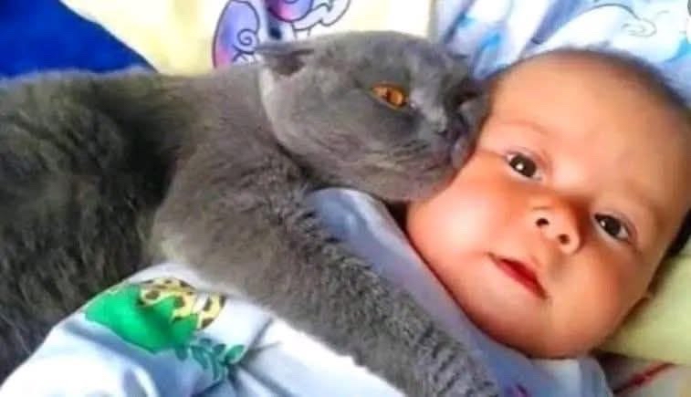 Gato abrazando a un bebé, transmitiendo ternura y calidez.