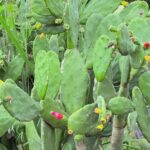 Descubre los Beneficios Medicinales y Nutricionales del Nopal