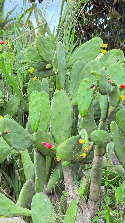 Nopal - Cactus Opuntia