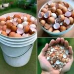 Cáscaras de Huevo: Un Recurso Natural para la Salud y el Jardín
