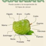 La Maravillosa Guanábana: Beneficios para la Salud y Recetas Naturales
