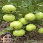 Guayaba: El Tesoro Nutricional que Debes Tener en Casa