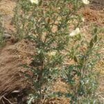 Chicalote: El Poderoso Remedio Natural para las Piedras del Hígado y Riñón