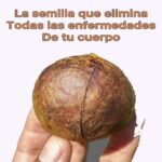 La semilla de aguacate: Un remedio natural lleno de beneficios para la salud