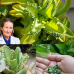 Si Tienes Kalanchoe, Tienes un Tesoro en Tus Manos