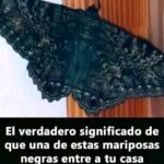 El Verdadero Significado de la Mariposa Negra