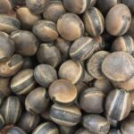 Adiós al Malestar: Los Beneficios Ocultos de Mucuna Pruriens