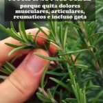 Propiedades y Beneficios del Romero: La Morfina Natural