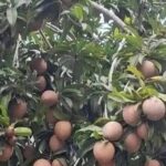 Todo sobre el Sapote: Beneficios, Recetas y Usos en la Salud