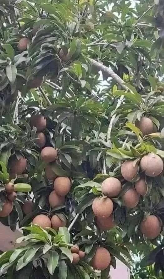 Sapodilla en un árbol