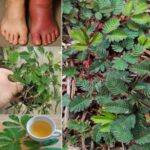 Beneficios de la Mimosa Pudica: Un Remedio Natural para Inflamaciones