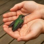 La Magia de los Colibríes: Símbolos de Salud y Conexión con la Naturaleza