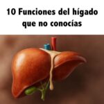 10 Funciones del Hígado Que No Conocías para Cuidar Tu Salud