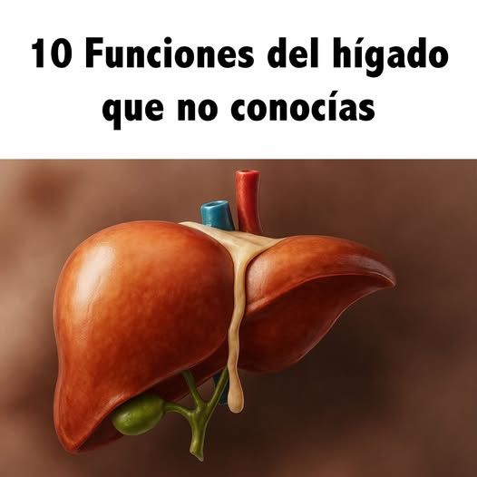 Anatomía del hígado
