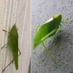 La Maravilla del Camuflaje Natural: Insectos que se Convierten en Hojas y su Relación con la Naturaleza