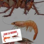 Insectos y Mariscos: Un Vínculo Sorprendente en la Naturaleza