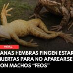 El Comportamiento Curioso de las Ranas Hembras: Fingir la Muerte para Evitar Machos No Atractivos
