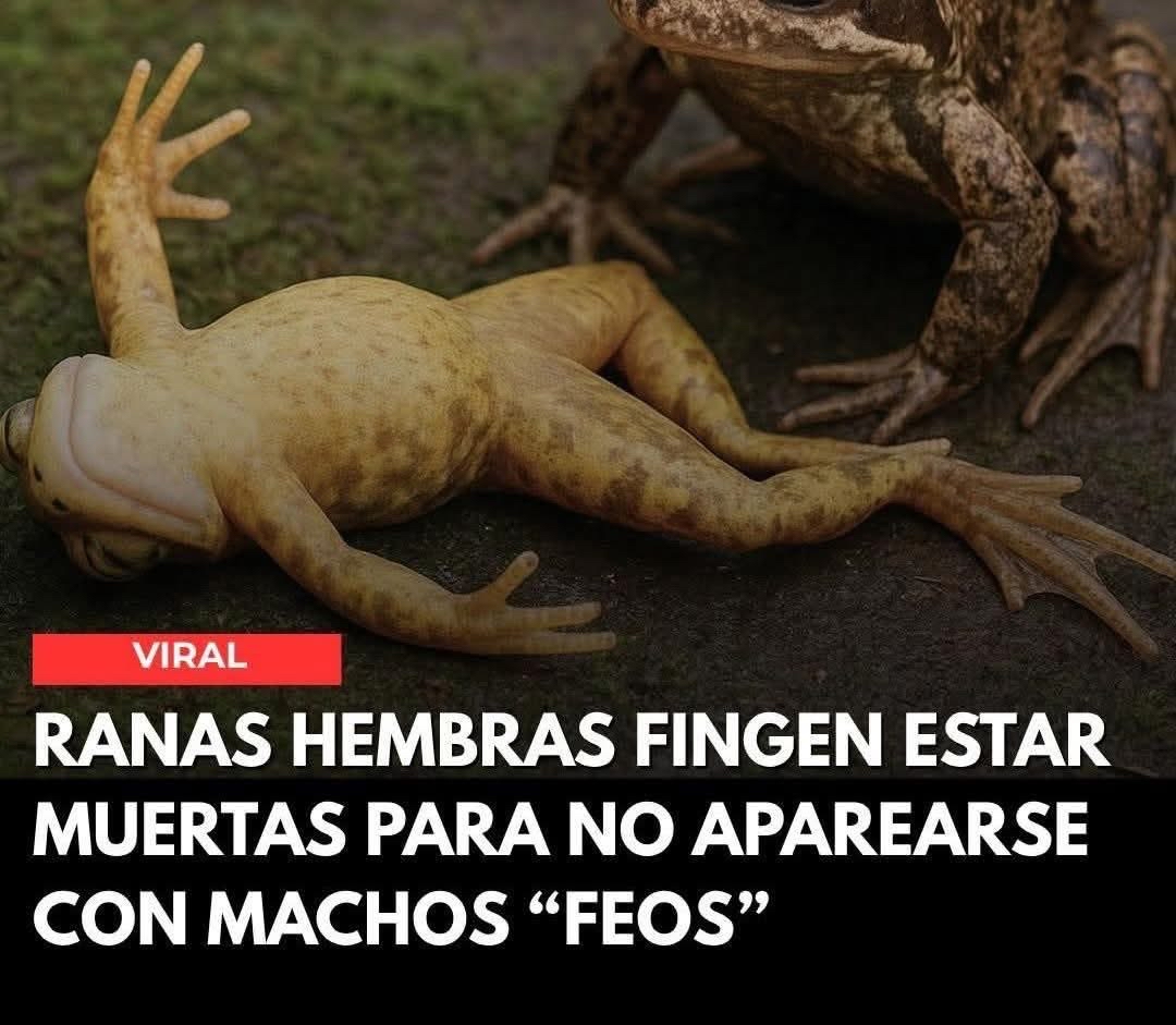 Ranas hembras fingiendo estar muertas