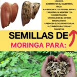 El Poder de las Semillas de Moringa: Un Tesoro Esencial para Mejorar Tu Salud