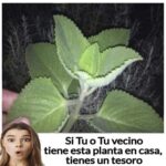Orégano Cubano: El Tesoro Verde de Tu Jardín