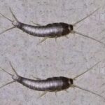 Si Ves Uno de Estos en Tu Hogar: ¿Qué Hacer con los Peces de Plata?