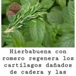 Regenera tus Cartílagos: La Potente Combinación de Hierbabuena y Romero