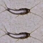¡Cuidado! Lo Que Debes Hacer Si Encuentras Pececillos de Plata en Tu Hogar
