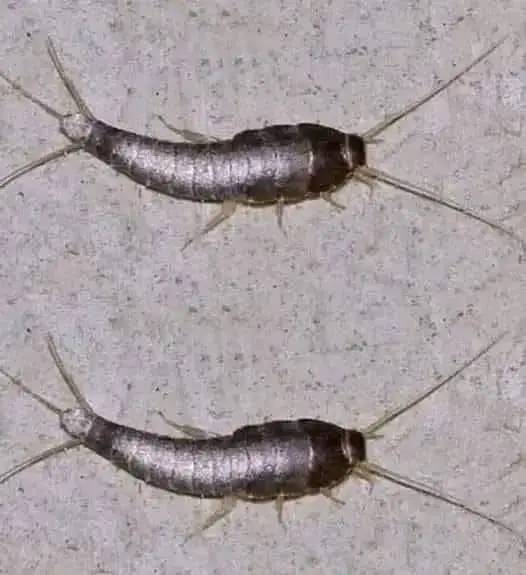 Pececillos de plata