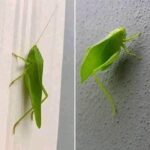 El misterioso «saltamontes hoja»: un aliado en tu hogar